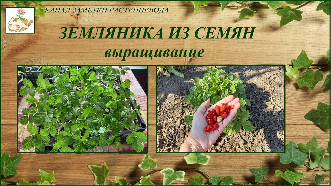 Земляника из семян - выращивание