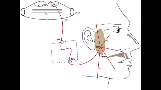 Nervus facialis (on specimens)