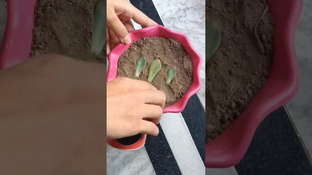 Most Easiest way to propagate SUCCULENTS for beginners