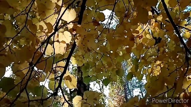 Золотая осень