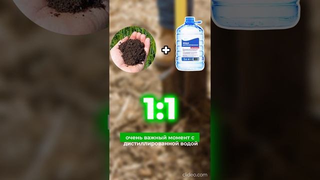 Как узнать кислотность почвы? Легко и просто! 🌱