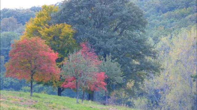 Glazunov - Saxophone concerto Marc Chisson