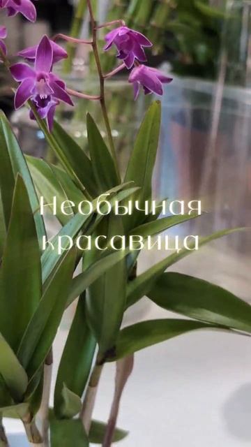 Дендробиум