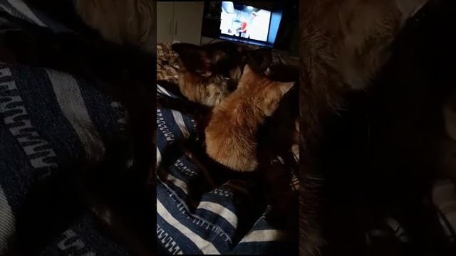 Привет из дома от Марфы 10 месяцев как стала домашняя❤🐾 играется со своим другом котёнком 😄