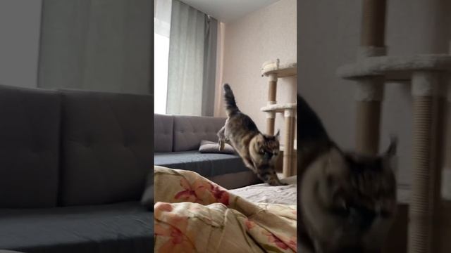 Видели такое раньше? До конца🥹 #cat