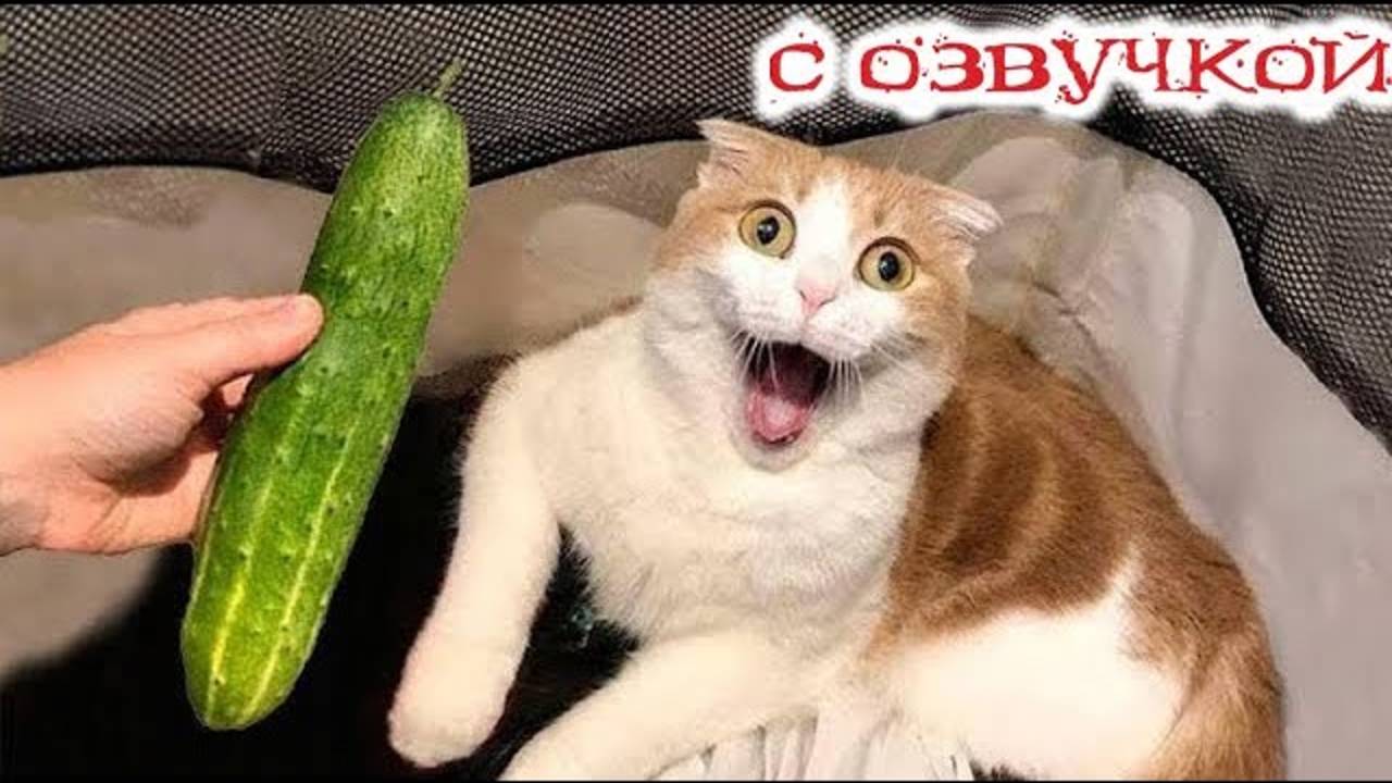 Приколы с котами! САМЫЕ СМЕШНЫЕ ЖИВОТНЫЕ С ОЗВУЧКОЙ! Смешные коты!!!
