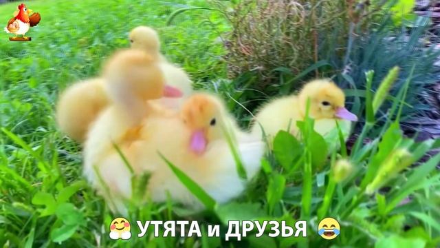 Утята с друзьями – мир нежных эмоций 🤗 эпизод (18)