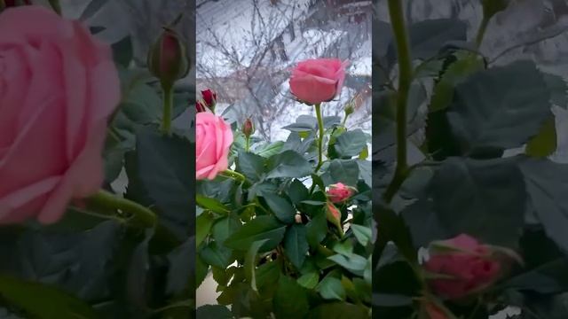 Главней всего погода в доме🤗🌹🌹🌹