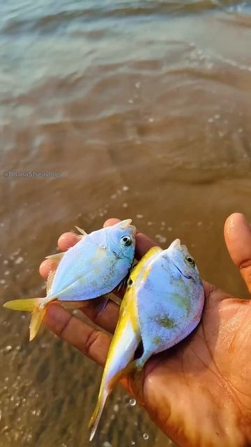 Small act, big impact: saved baby fishs returned to their sea 🌊|| #sea #shorts #fish