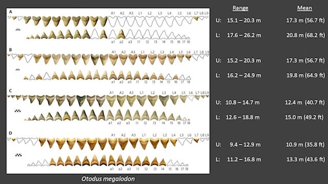 Megalodon: Evolution, Body Size, and Extinction presented by Victor Perez