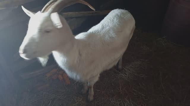 Коза - Приключения Животных 🐐🐑 / СМОТРИ ЖИВОТНЫХ