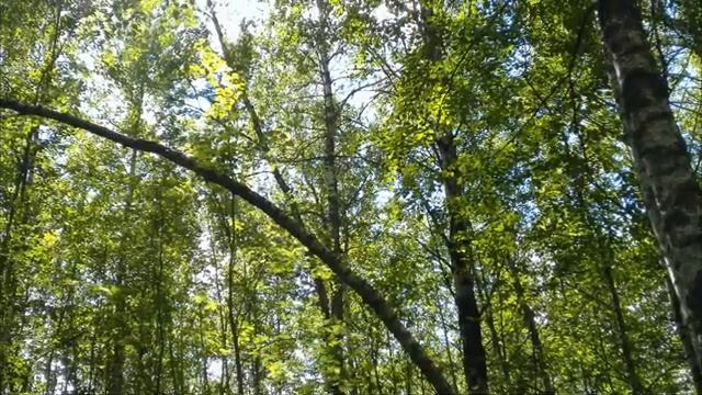 ПОЛЁТ ДУШИ. Лесное вдохновение.   Музыка_ Эрнесто Кортазар (360p)