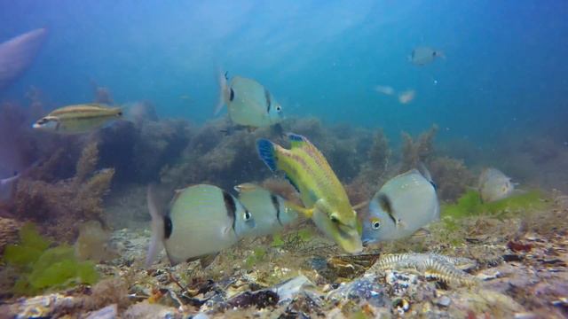 diplodus vulgaris, diplodus sargus.