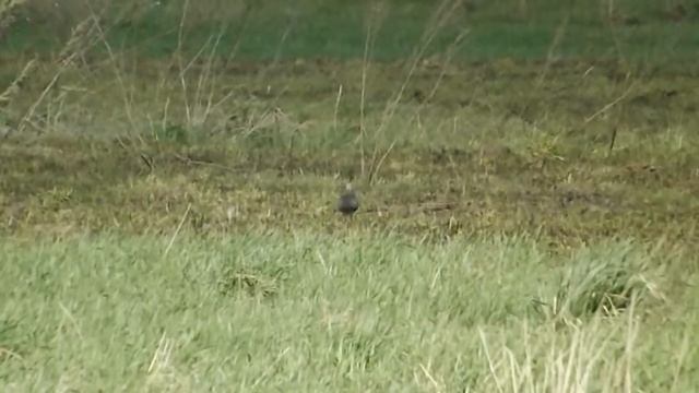 чибис на лугу (peewit on the meadow), май 2014 г.