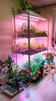 ПЕРЕЕЗД МОЕЙ ОРАНЖЕРЕИ В ФЕВРАЛЕ #plants #растения #эвкалиптыдома