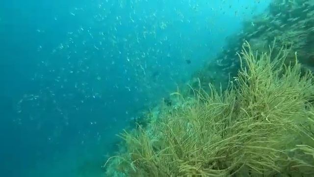 тоже коралл