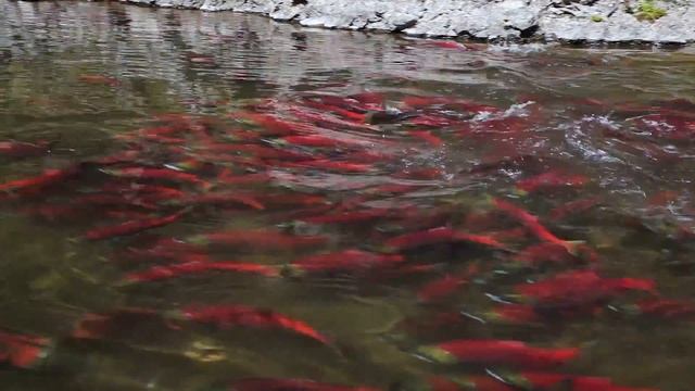 Salmon Country II - The Salmon of Bristol Bay, AK