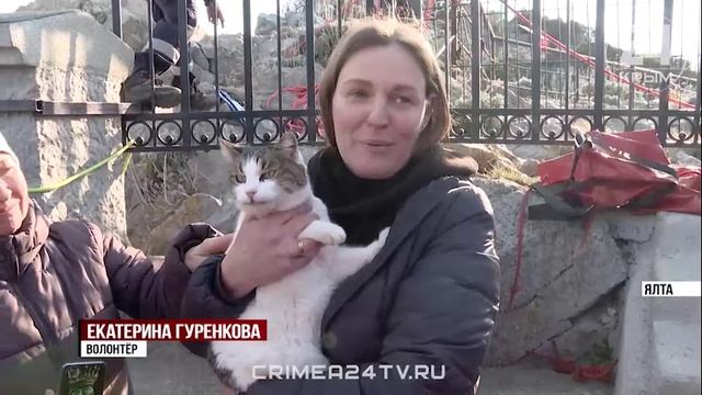 Чудо на «Ласточке»: спустя несколько суток сброшенная со скалы кошка Муся нашлась живой