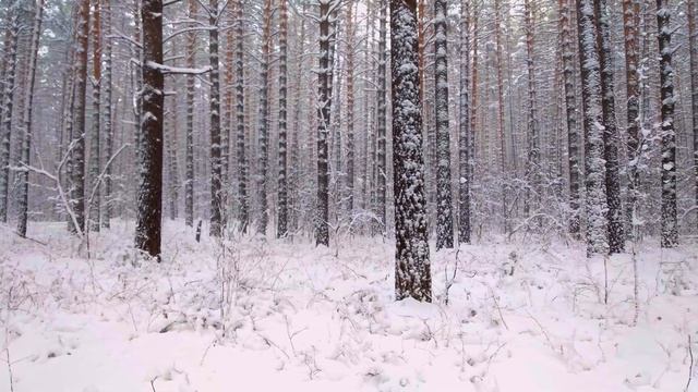 Как красиво в лесу зимой в снегопад погулять!!!