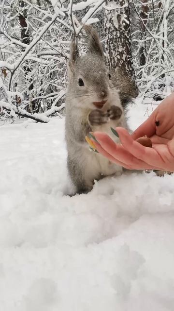 Белки в очередь 😃