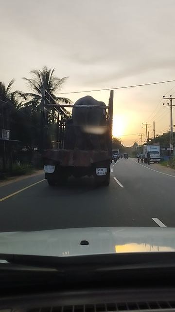 Везут слона Шри Ланка | Elephant in the truck  Sri Lanka