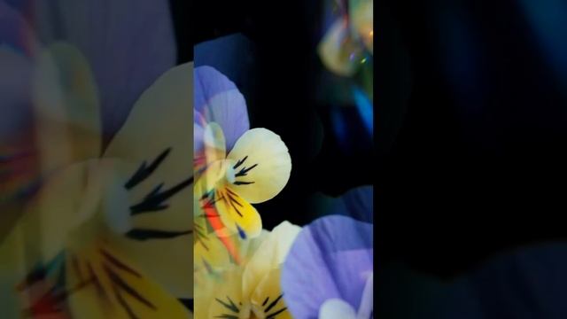 Весенний  танец цветов.  Всем доброго утра.