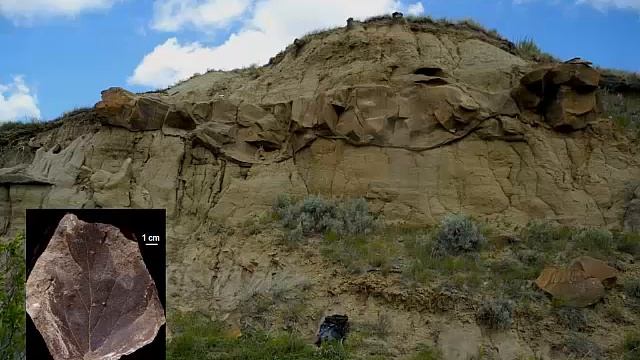 Who Are the Freshwater Sharks and Rays of the Scollard Formation, Alberta?