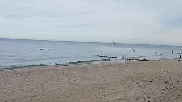 Октябрь, море, Пионерский курорт