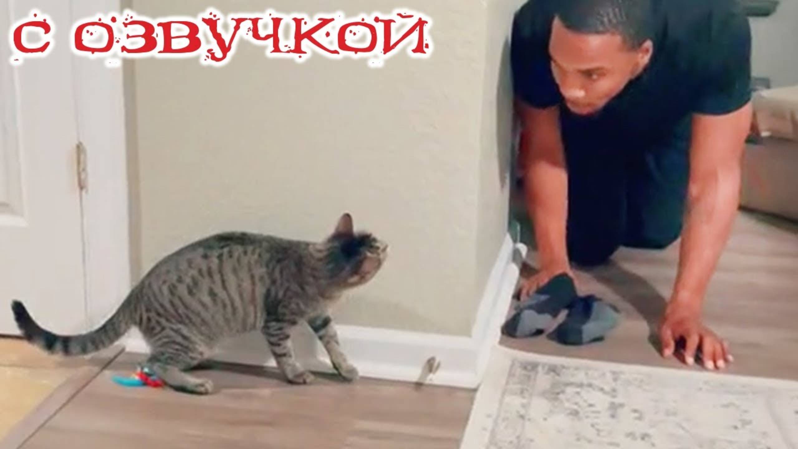 Приколы с котами! С ОЗВУЧКОЙ! Смешные коты! Самые СМЕШНЫЕ ЖИВОТНЫЕ! 2025