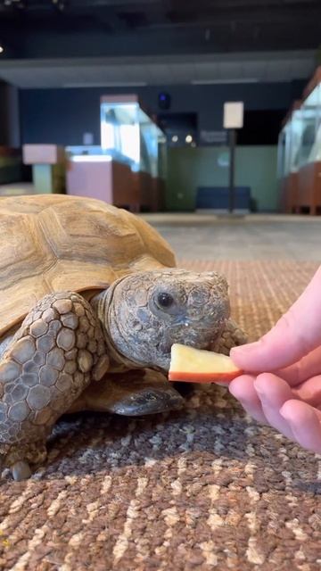 Will He Eat it? Apple🍎 or Banana🍌? - 🐢Gus the Gopher Tortoise #Shorts 2