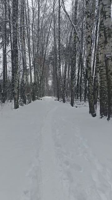 Вымирание Челюскинского леса