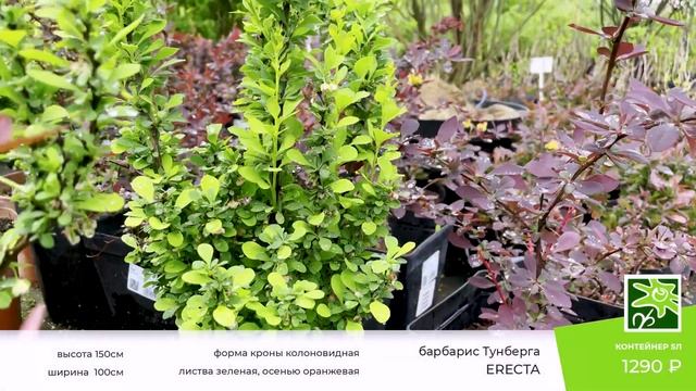 Сорта барбариса в Ромашкино Парк