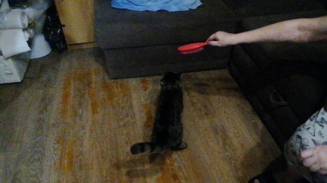 VID_20241024_193400.mp4