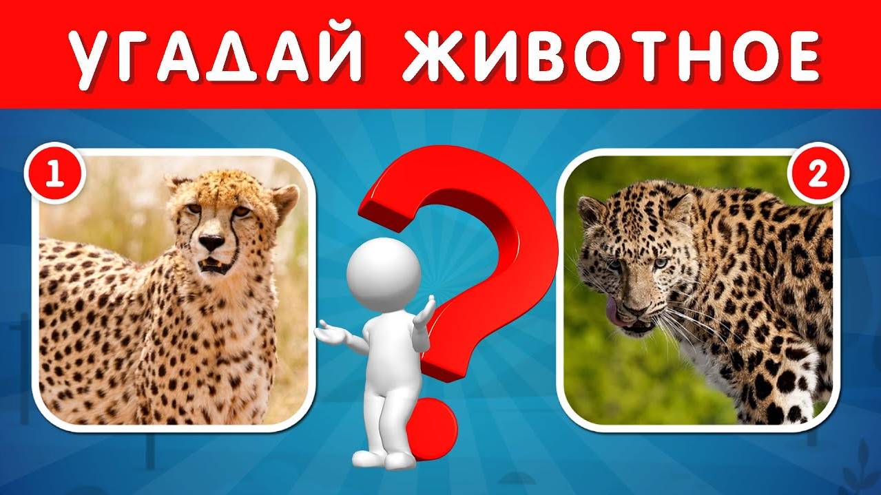 УГАДАЙ ПРАВИЛЬНОЕ ЖИВОТНОЕ ПО ФОТО 📸🐗🦊🐹🤔