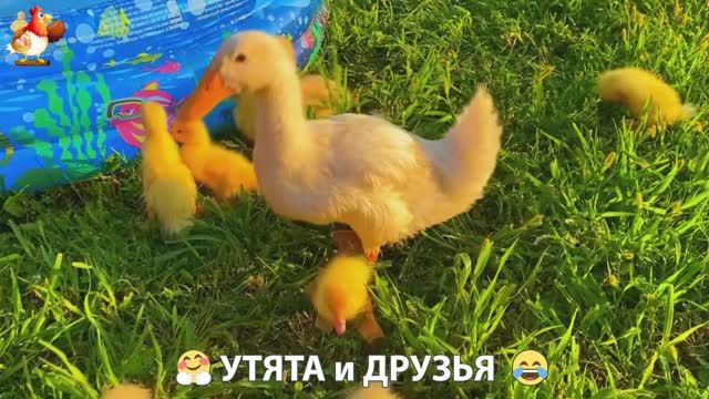 Утята с друзьями – мир нежных эмоций 🤗 эпизод (15)