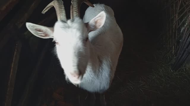 КОЗА - Приключения Животных 🐐🐑 / СМОТРИ ЖИВОТНЫХ