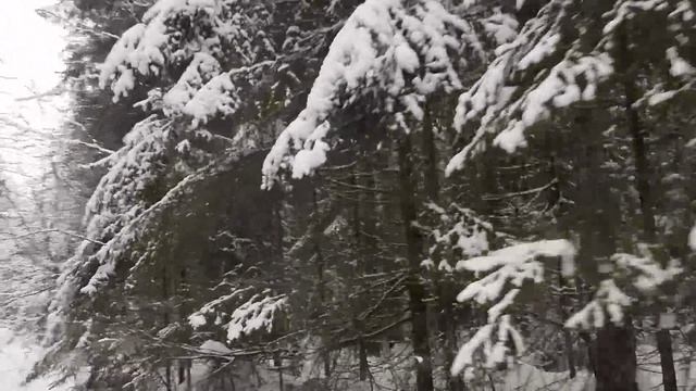 Путешествие в зимнее царство Вятского леса.webm