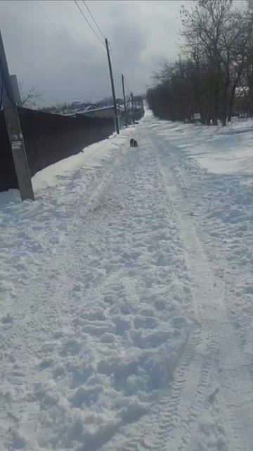 Нашлась собачка! Кажется- стала мамой!