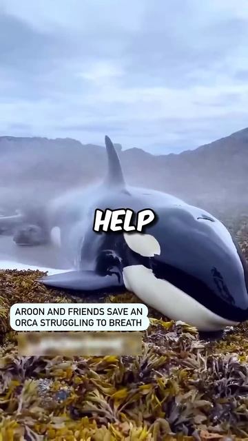 Beached orka Finally rescued 😳 #viral