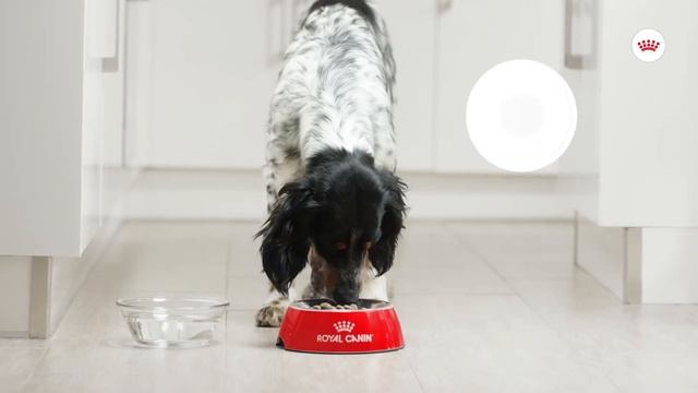 ROYAL CANIN® Digestive Care: It's time to go easy on your dog's gut