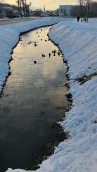 Жизнь уток в городе #городскиеутки #забавныеживотные #забавныептицы #зима2025 #снег #скоровесна