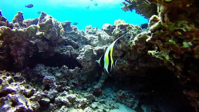 Oahu Diving 2014