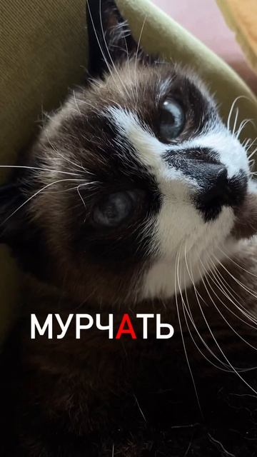Learn Russian words with me on @SpeakRussiancourse