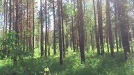 Лиса ругается. fox swears.