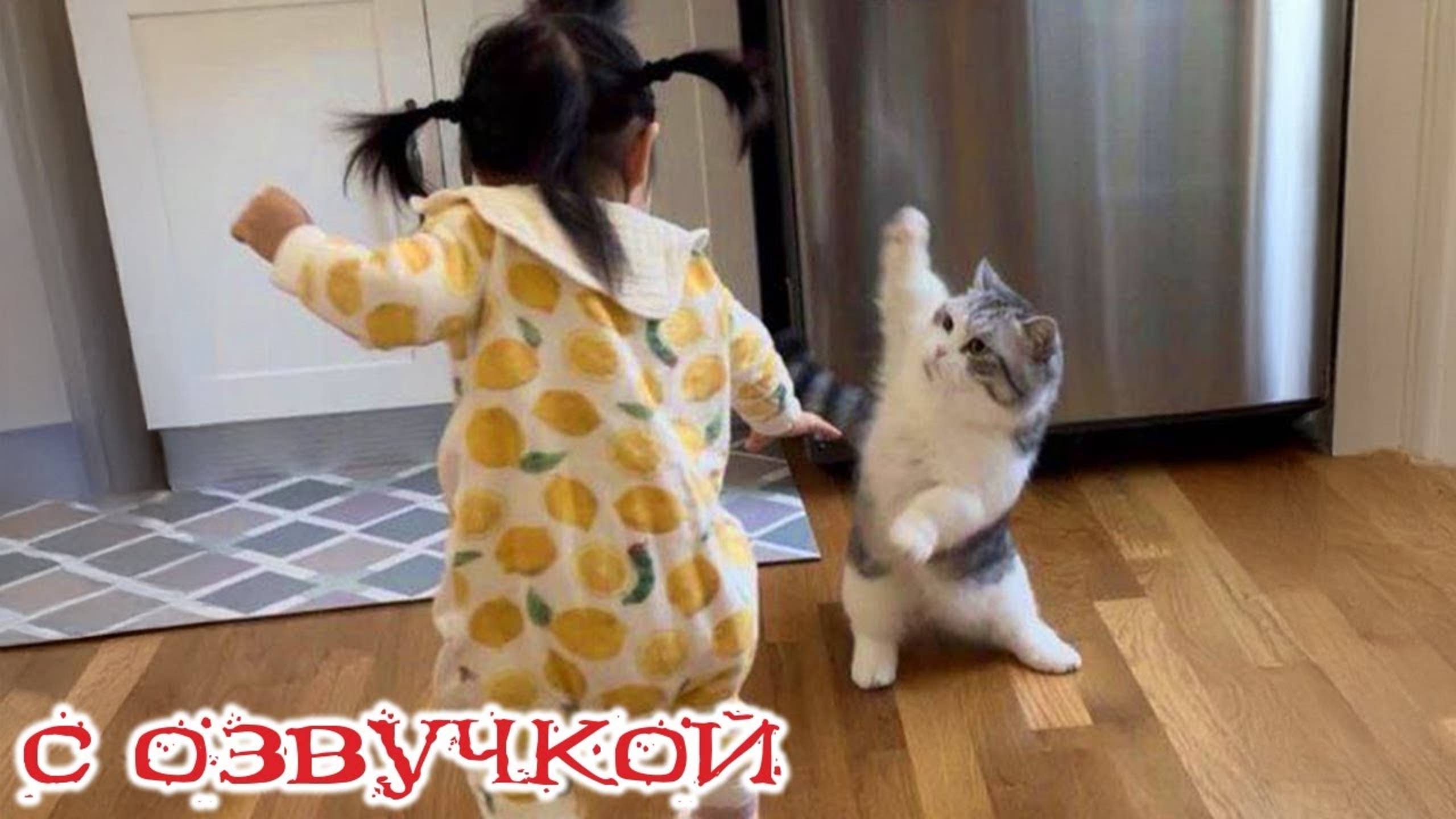 Приколы с котами! - С ОЗВУЧКОЙ! Самые смешные животные! Смешные коты! ТЕСТ НА ПСИХИКУ!