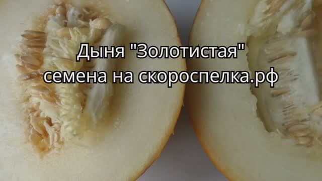 Скороспелая Сибирская дыня сорт "Золотистая" вызревает под открытым небом Семена на скороспелка.рф