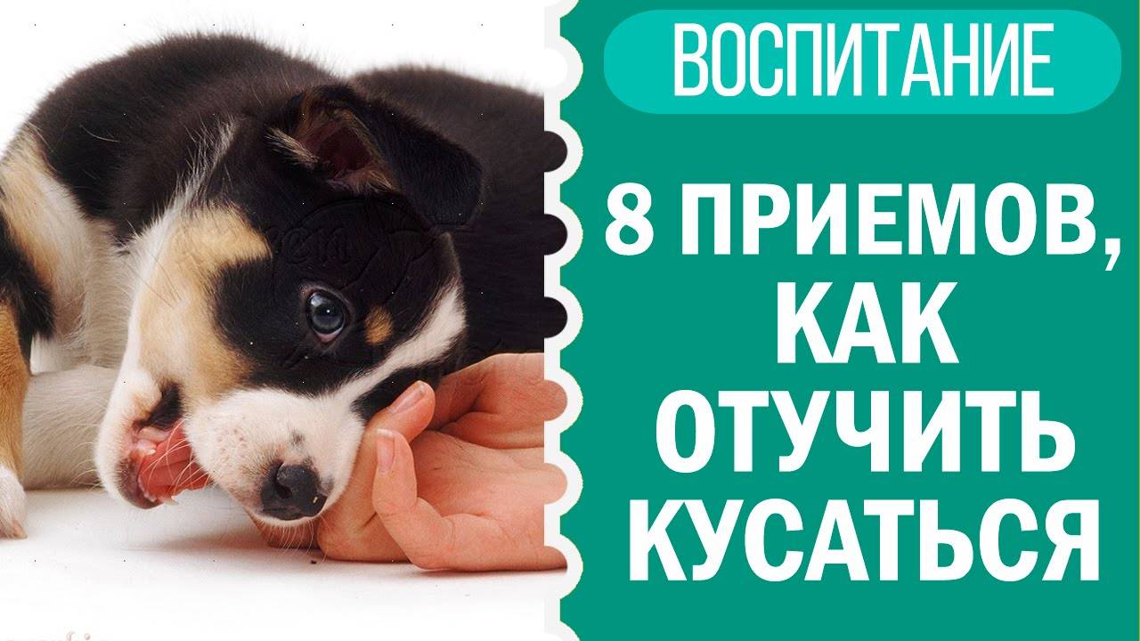 8 способов отучить собаку кусаться | Чихуахуа Софи 🐶🛑