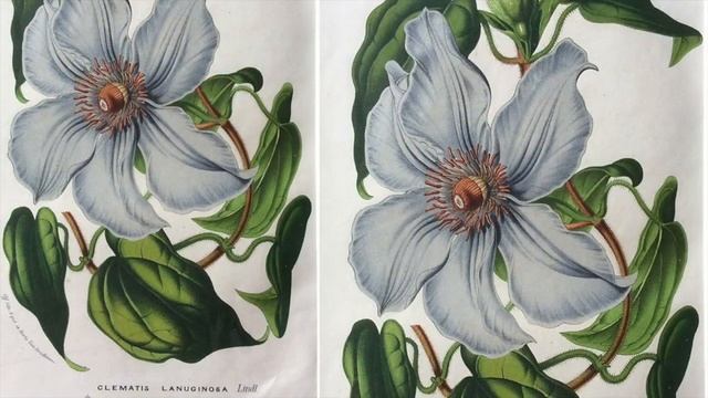 Botanical Prints By Louis Van Houtte, Decorative Prints Review Episode 3