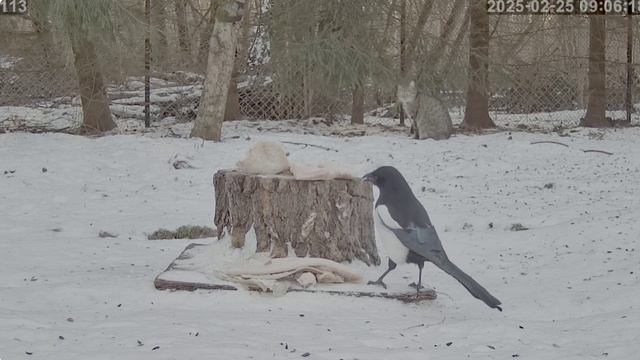 Кот и сорока друг другу не мешают- каждый занимается своим занятием