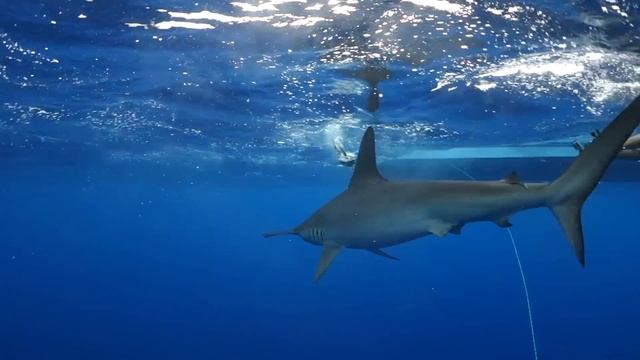 Sea of Cortez - Baja California Sur, Mexico - Diving with Hammerhead Sharks, Sea lions, Whale Shark